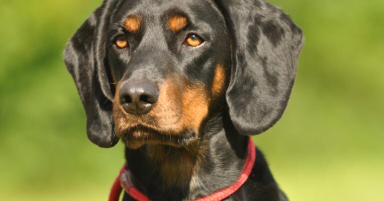 aujeszkysche krankheit hund